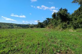 Polícia Militar Ambiental constata desmatamento de vegetação nativa durante fiscalização no Paraná
