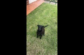 Cachorra Amora desapareceu no bairro Universitário