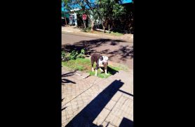 Cachorro Pitbull foi encontrado no bairro Brasmadeira