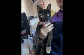 Gata é encontrada no bairro Centro