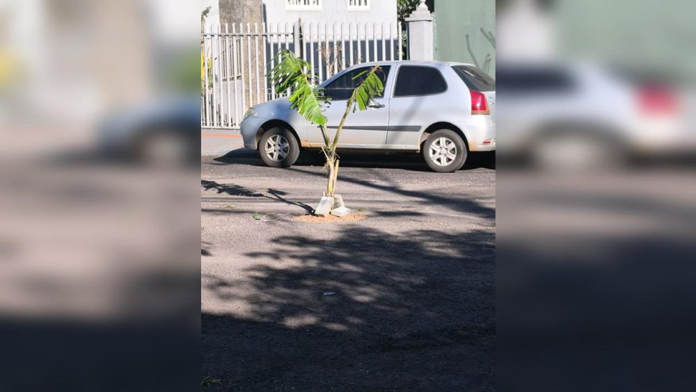 Secretaria explica serviço e promete avaliar buraco sinalizado com bananeira na Rua Mobral Imagem referente a Secretaria explica serviço e promete avaliar buraco sinalizado com bananeira na Rua Mobral