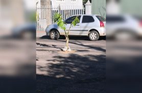 Secretaria explica serviço e promete avaliar buraco sinalizado com bananeira na Rua Mobral