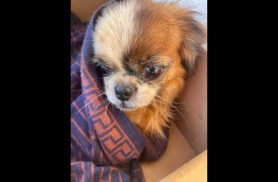 Cachorro é encontrado na rodovia BR 277