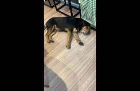 Cachorro é encontrado no bairro Centro