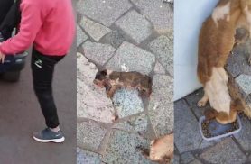Cães desnutridos e filhote morto: GM prende homem por maus-tratos no Santa Cruz
