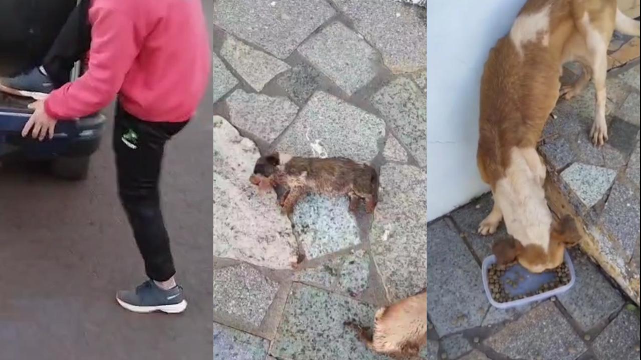 Cães desnutridos e filhote morto: GM prende homem por maus-tratos no Santa Cruz