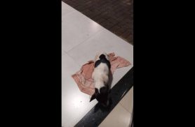 Cachorro é encontrado no bairro Cascavel Velho