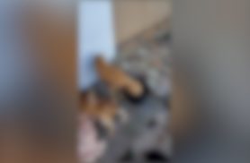 Vídeo flagra cães resgatados em situação de abandono após denúncia de maus-tratos em Cascavel