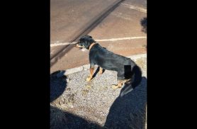 Cachorro é encontrado no bairro Brasília