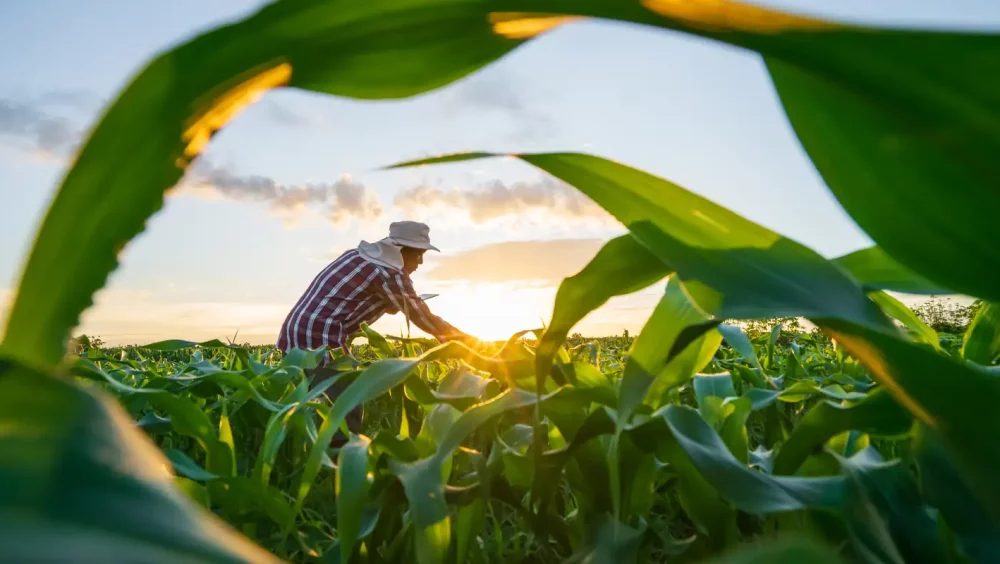MP de dívida rural foca em perdas climáticas, diz Durigan Imagem referente a MP de dívida rural foca em perdas climáticas, diz Durigan