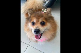 Cachorra Jhessy desapareceu no bairro Esmeralda