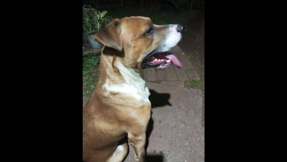 Cachorro é encontrado no bairro São Cristóvão Imagem referente a Cachorro é encontrado no bairro São Cristóvão