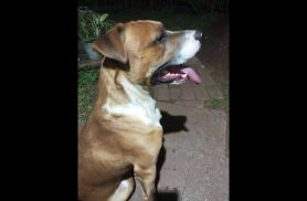 Cachorro é encontrado no bairro São Cristóvão