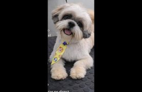 Cachorro Kadu desapareceu no bairro Santa Felicidade