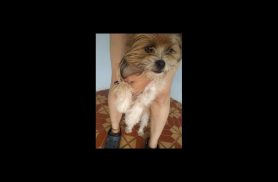 Cachorra Kiara desapareceu no bairro Universitário