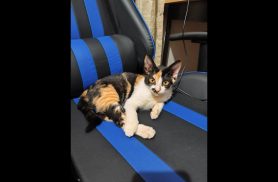 Gata Lola desapareceu no bairro Gramado