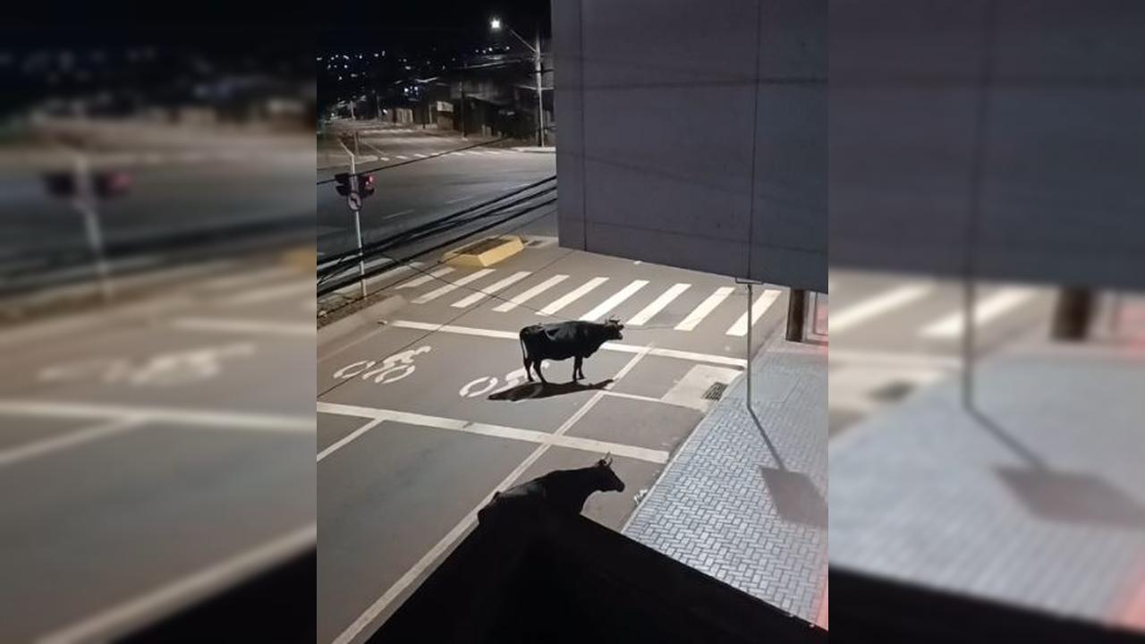 Cena inusitada: bovinos caminham pela Avenida Carlos Gomes durante a madrugada