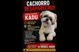 Cachorro Kadu desapareceu no bairro Santa Felicidade