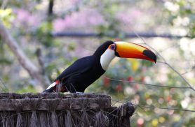 Zoológico de Cascavel agora tem duas novas tucanas como moradoras do parque