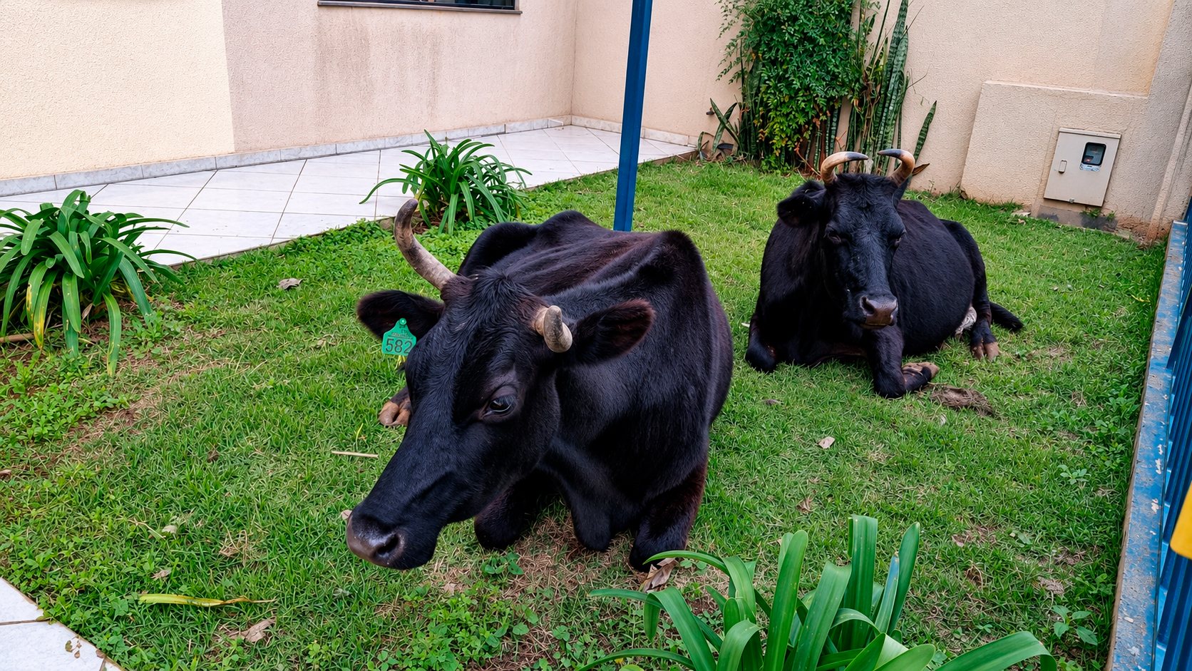 Depois do “rolê” por Cascavel, vacas aventureiras voltam para casa com ajuda da CGN