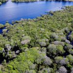 Imagem relativa a Alertas de desmatamento na Amazônia caem 35% em junho de 2026