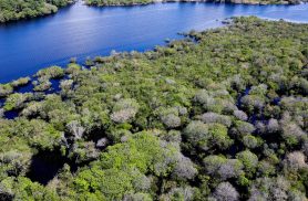 Alertas de desmatamento na Amazônia caem 35% em junho de 2026 Alertas de desmatamento na Amazônia caem 35% em junho de 2026