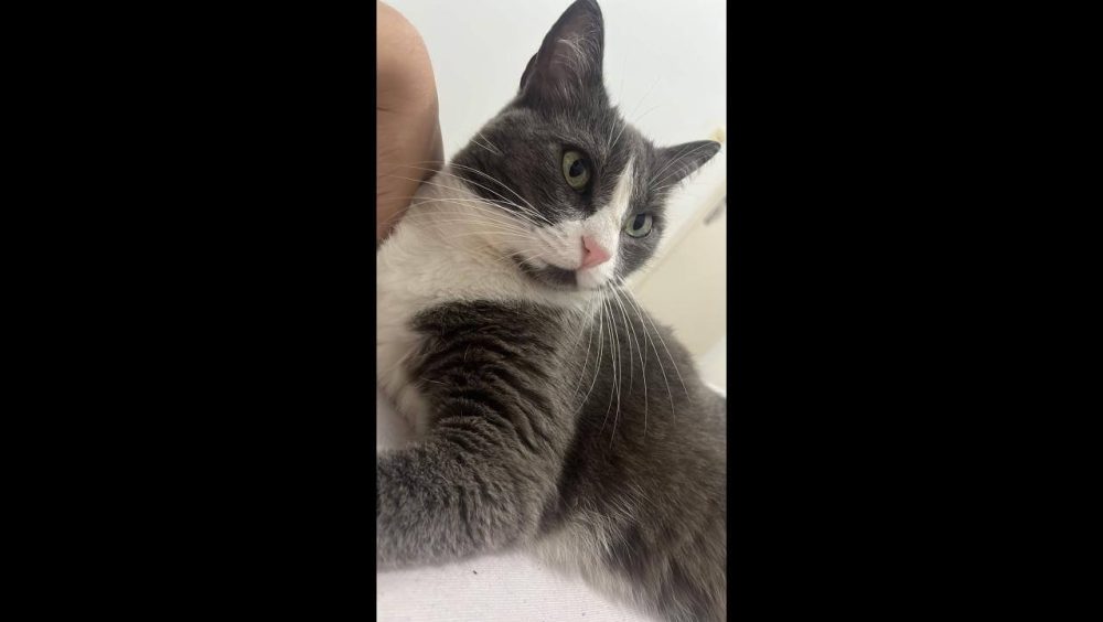 Gata Nanda desapareceu no bairro Região do Lago Imagem referente a Gata Nanda desapareceu no bairro Região do Lago