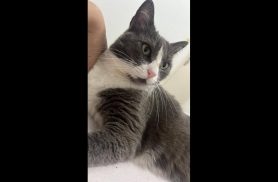 Gata Nanda desapareceu no bairro Região do Lago