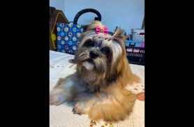 Cachorra Mel desapareceu no bairro Universitário