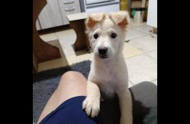 Cachorra Luna desapareceu no bairro Floresta