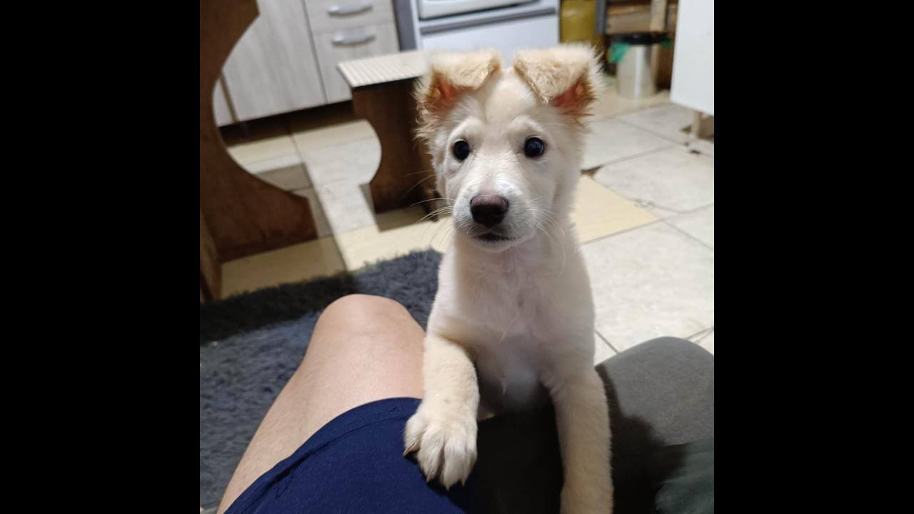 Imagem referente a Cachorra Luna desapareceu no bairro Floresta