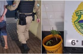 Jovem de 20 anos é detido com adolescente desaparecida e pé de maconha no Santa Felicidade