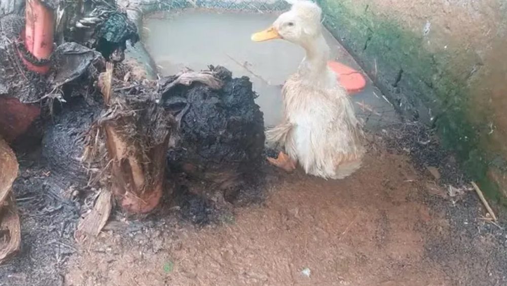 Ibama fecha zoológico clandestino com mais de 650 animais em situação precária Imagem referente a Ibama fecha zoológico clandestino com mais de 650 animais em situação precária