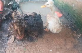 Ibama fecha zoológico clandestino com mais de 650 animais em situação precária