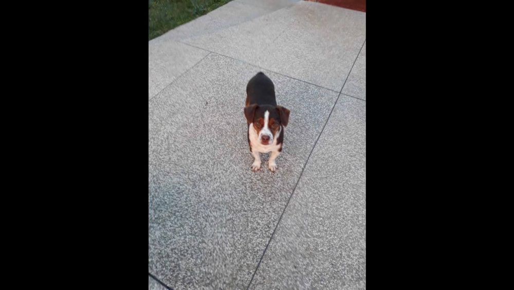 Cachorro Jack desapareceu no bairro Alto Alegre Imagem referente a Cachorro Jack desapareceu no bairro Alto Alegre