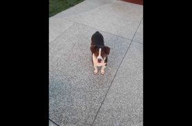Cachorro Jack desapareceu no bairro Alto Alegre