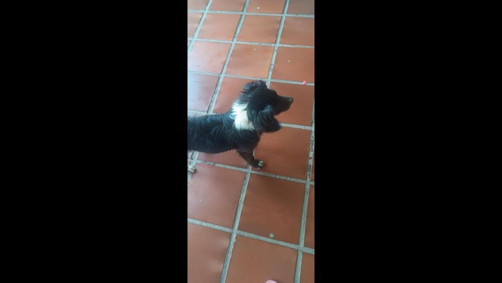 Cachorro é encontrado no bairro São Cristóvão Imagem referente a Cachorro é encontrado no bairro São Cristóvão