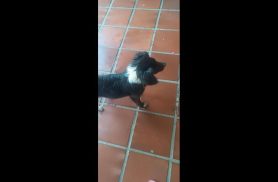 Cachorro é encontrado no bairro São Cristóvão