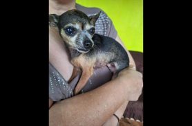 Cachorra é encontrada no bairro Santa Cruz