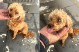Cachorra é encontrada no bairro Região do Lago
