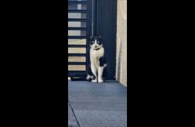 Gato Jeremias desapareceu no bairro Angra dos Reis