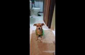 Cachorra Bonnie desapareceu no bairro Região do Lago
