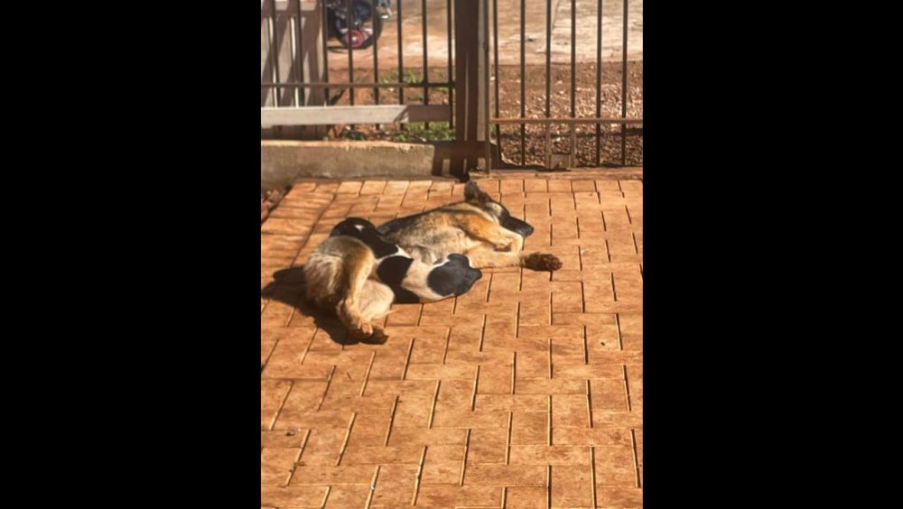 Cachorro Jessy e Chase desapareceu no bairro Neva Imagem referente a Cachorro Jessy e Chase desapareceu no bairro Neva