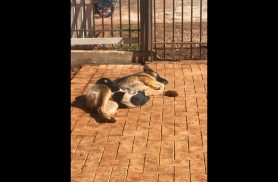 Cachorro Jessy e Chase desapareceu no bairro Neva