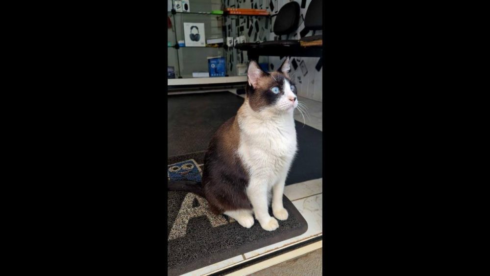 Gato Fred desapareceu no bairro Florais do Paraná Imagem referente a Gato Fred desapareceu no bairro Florais do Paraná