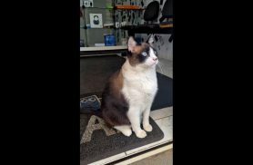 Gato Fred desapareceu no bairro Florais do Paraná