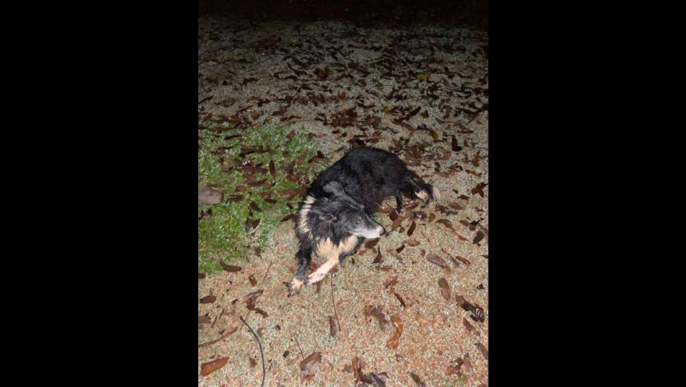 Cachorro é encontrado no bairro Alto Alegre Imagem referente a Cachorro é encontrado no bairro Alto Alegre