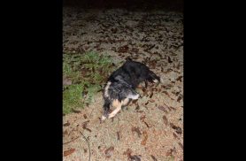 Cachorro é encontrado no bairro Alto Alegre
