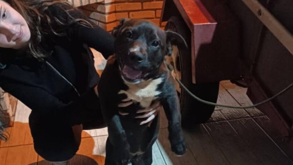 Cachorro é encontrado no bairro Periolo Imagem referente a Cachorro é encontrado no bairro Periolo