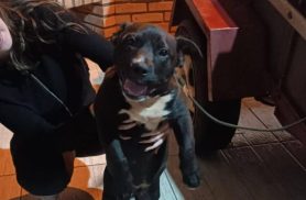 Cachorro é encontrado no bairro Periolo
